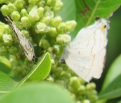 Hypolycaena philippus philippus