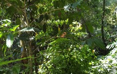 Heliconius ethilla narcaea