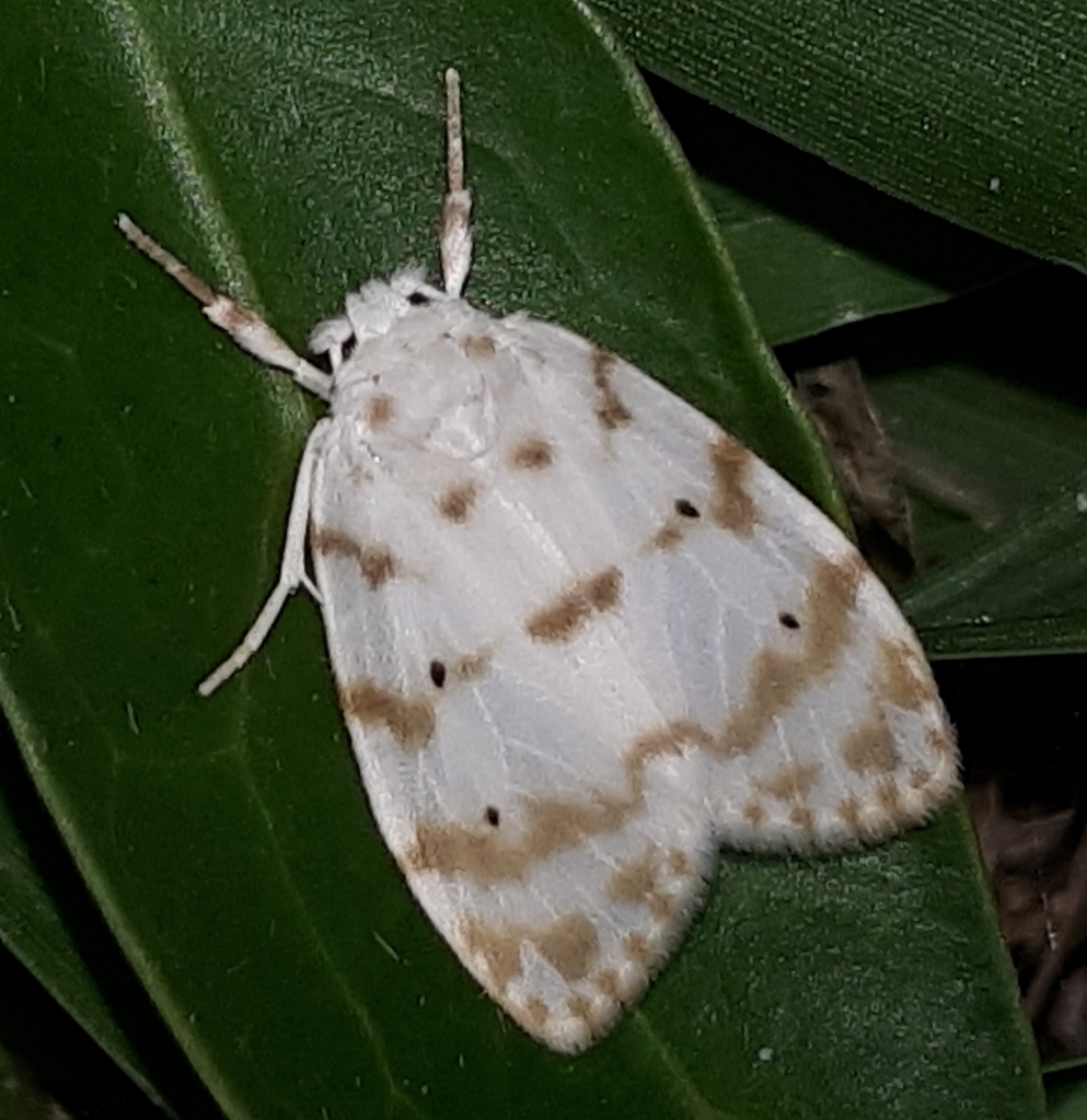 Schistophleps albida