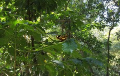 Heliconius ethilla narcaea