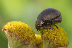 Chrysolina aurichalcea