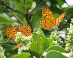 Phalanta eurytis eurytis