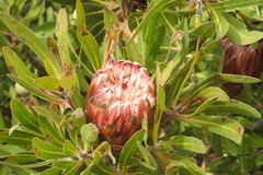 Protea compacta × susannae