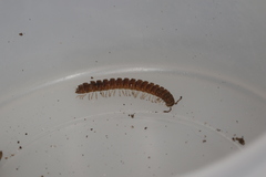 Polydesmus inconstans