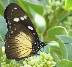 Hypolimnas anthedon wahlbergi