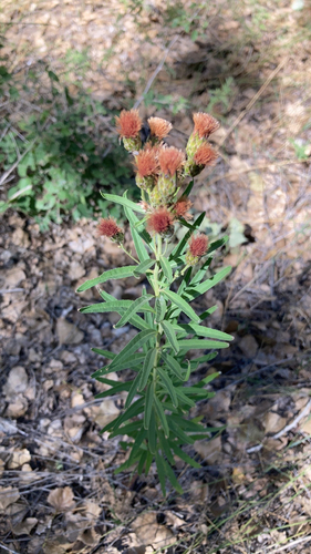 Image of Vernonia marginata by (c) Felix Blesch, some rights reserved (CC BY)
