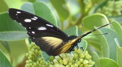 Hypolimnas anthedon wahlbergi