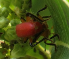 Aphelochroa sanguinalis