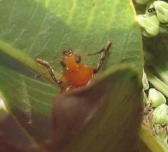 Aphelochroa sanguinalis
