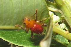 Aphelochroa sanguinalis