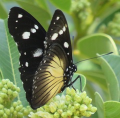 Hypolimnas anthedon wahlbergi