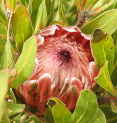Protea compacta × susannae