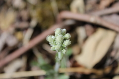 Antennaria plantaginifolia