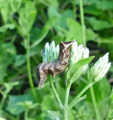 Condica albigera