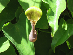 Aristolochia argentina