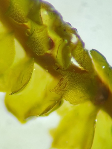 Image of Barbilophozia lycopodioides by no rights reserved