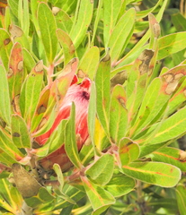 Protea compacta × susannae