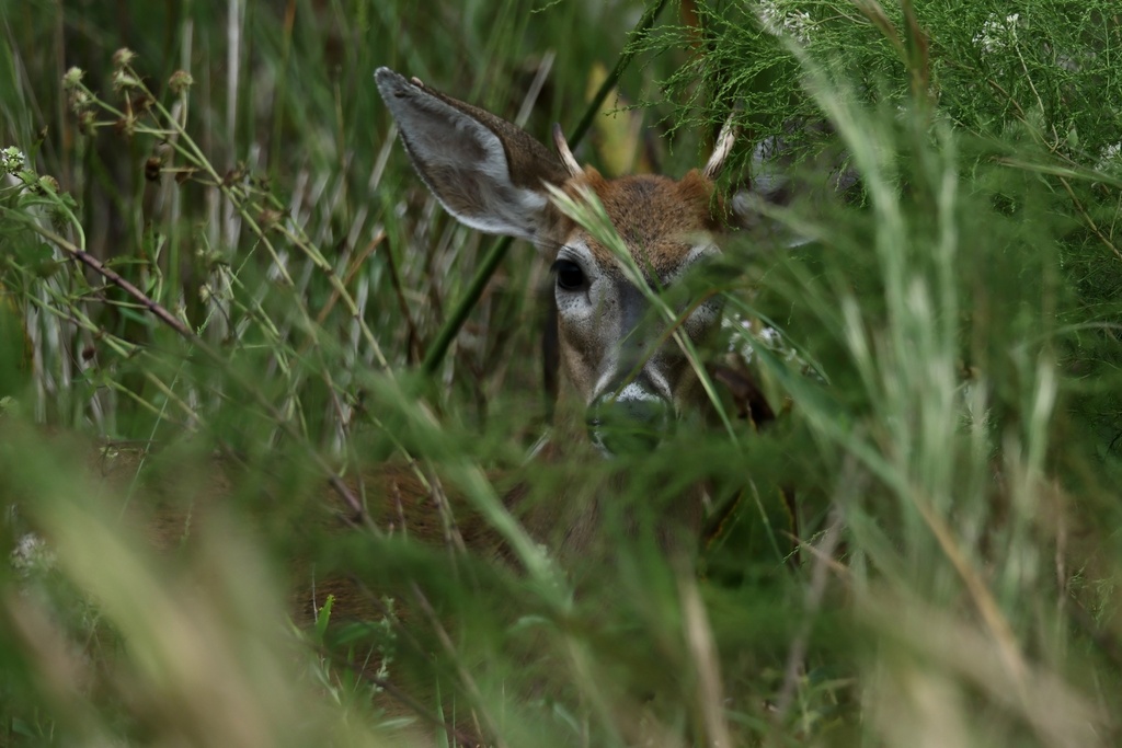Whitetailed Deer from Jay B. Starkey Wilderness Park, New Port Richey