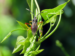 Holhymenia histrio