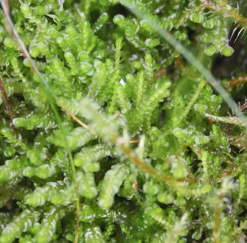 Image of Syzygiella autumnalis by no rights reserved