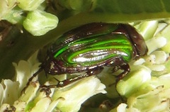 Leucocelis aeneicollis