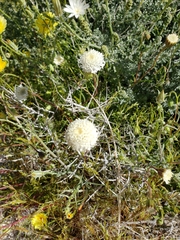 Chaenactis fremontii