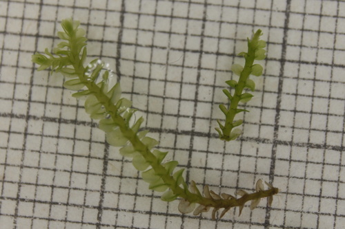 Image of Syzygiella autumnalis by no rights reserved