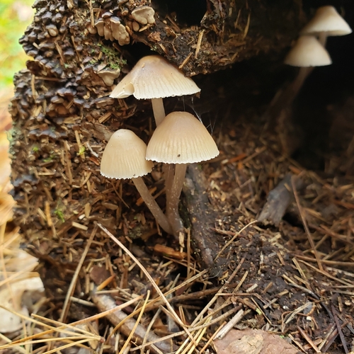 Mycena inclinata