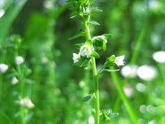 Veronica serpyllifolia serpyllifolia