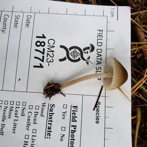Mycena inclinata (Photo 2 of 3)