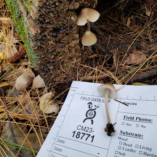 Mycena inclinata (Photo 3 of 3)
