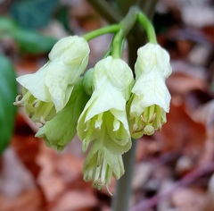 Cardamine enneaphyllos