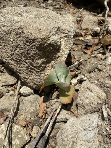 Kalanchoe longiflora, photograph 2