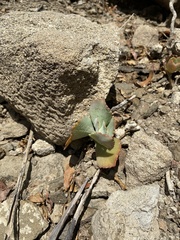 Kalanchoe longiflora, photograph (c) Sunčana Bradley, some rights reserved (CC BY)