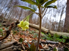 Cardamine enneaphyllos