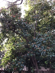Magnoliopsida