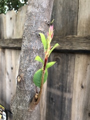 Magnoliopsida