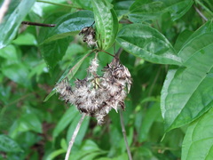 Koanophyllon albicaule