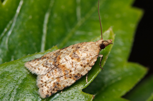 Clepsis canariensis