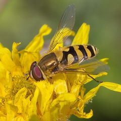 Syrphus vitripennis