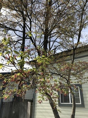 Acer