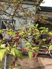 Acer