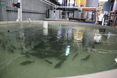 Totoaba photo 3