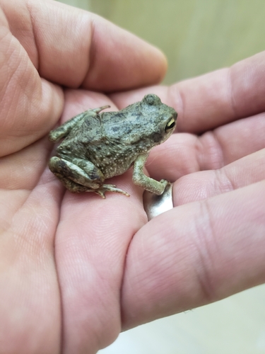 Indus Valley Toad