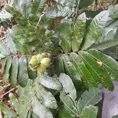 Alfaroa hondurensis