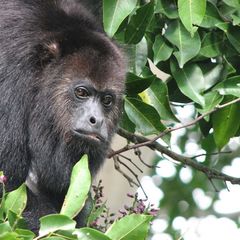 Guatemalan Black Howler photo 2