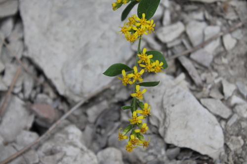 Image of Solidago drummondii by (c) Dominic, some rights reserved (CC BY)