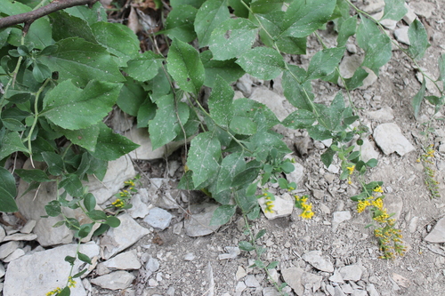 Image of Solidago drummondii by (c) Dominic, some rights reserved (CC BY)
