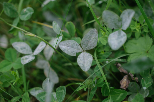 Clover Powdery Mildew