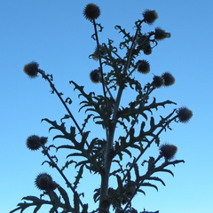 Cirsium subcoriaceum image